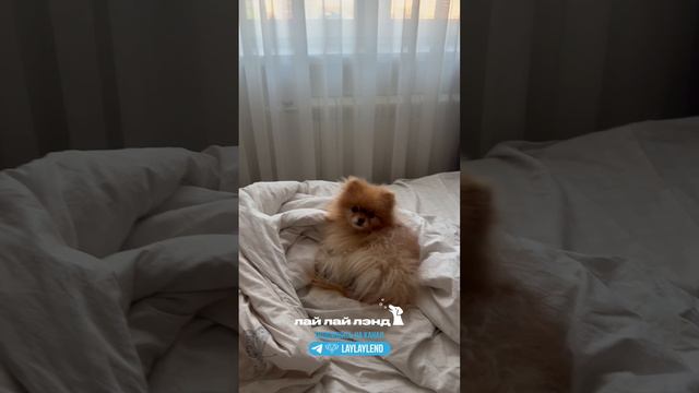 Больше смешных 😂🐶 роликов в шапке профиля. Переходи и подписывайся на канал!