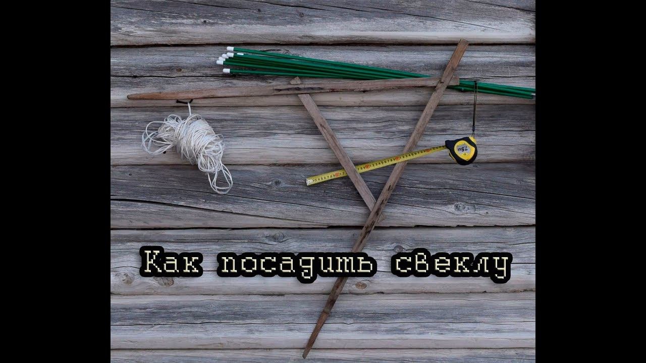 Как посадить свеклу