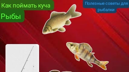 как поймать куча рыбы