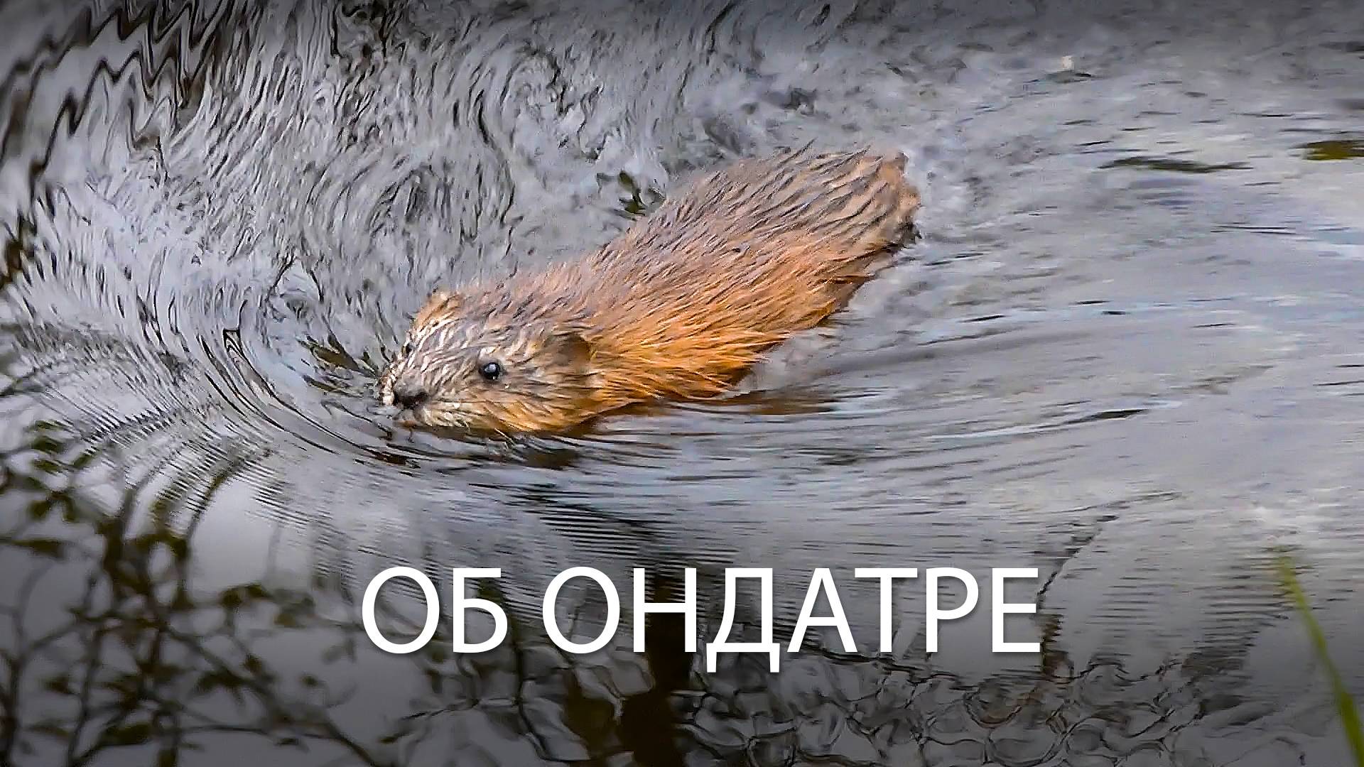 Об ондатре