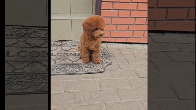 Мальчик Тэдди🐩 Продажа🧡