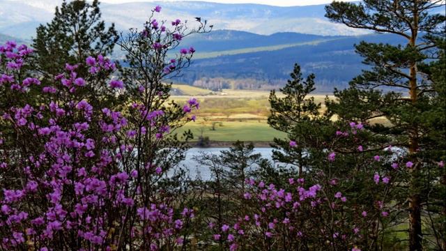 ВИА Самоцветы - Где то багульник на сопках цветёт...