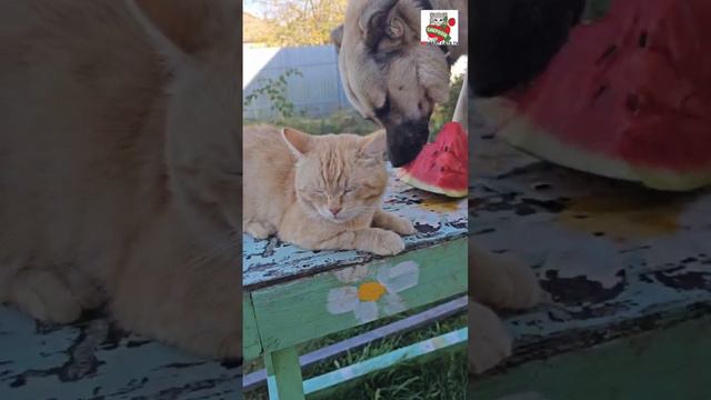 Рыжуля отдал на завтрак Баксу свой кусок арбуза 😽🍉🐶