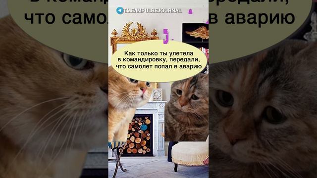 Случайности #мыкотики #вмем #разговор #анекдот #шутки #кот #юмор #смешное #прикольно #мемы #cat