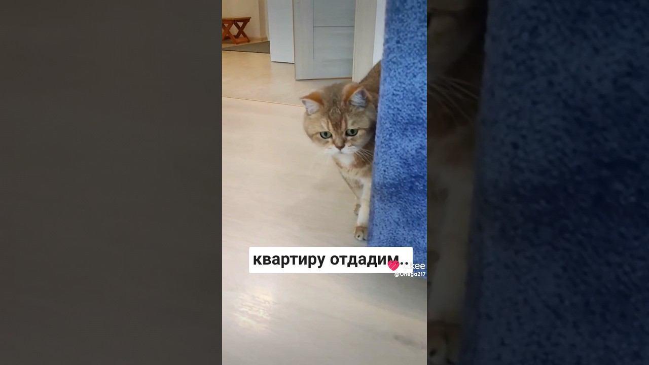 Не выдержали нервы. Хотите, что бы вас будили в 5 утра?  #cat #смешнойкот #безкотаижизньнета