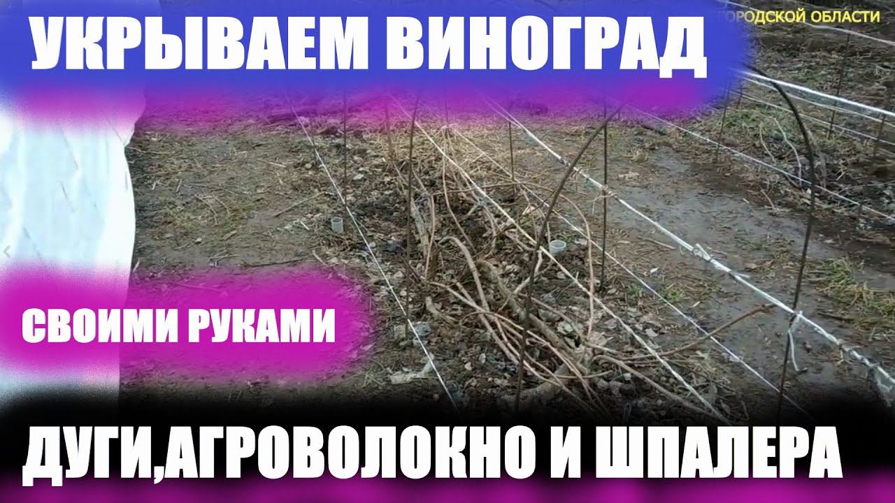 Укрытие винограда весной.Шпалера для винограда