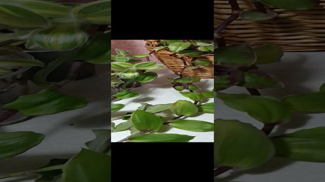 Предложение продаж🌿 от 26.09.2024 Хвост дракона, традесканции, филодендроны.