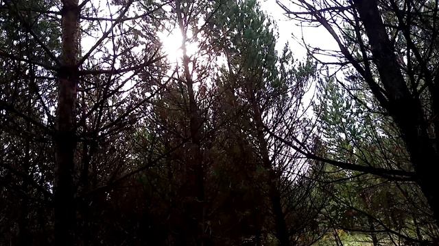 И снова по грибы / видели белок
