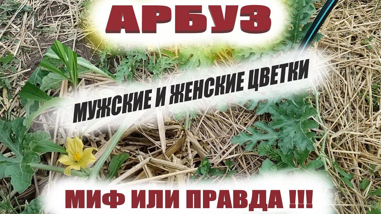 Мужские и женские цветы на арбузах.Это нужно знать обязательно при выращивании арбузов