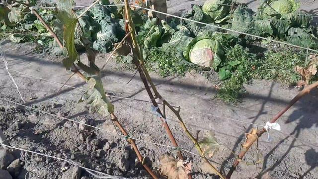 Вичуга ,Ивановская обл 
заморозки -4 .25 09 2024