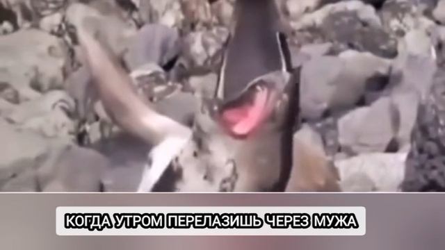 1000088213.mp4Когда утром перелазишь через мужп