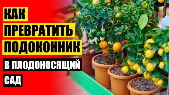 ДОМАШНИЕ ДЕРЕВЬЯ В ГОРШКАХ КУПИТЬ 🔵 НЕОБЫЧНЫЕ КОМНАТНЫЕ РАСТЕНИЯ ФОТО И НАЗВАНИЯ КОМНАТНЫЕ 🔴