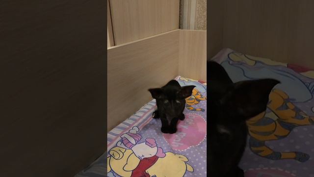 Ориентальные котята.