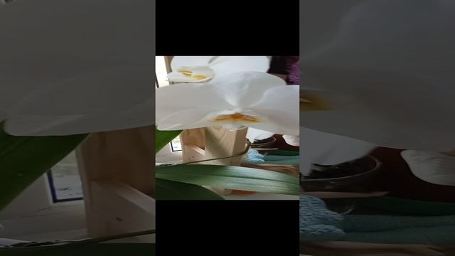Мои орхидеи 💥