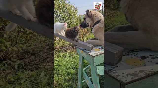 Девчонки пришли к Баксу в гости чтобы с балкона посмотреть на пролетающих птичек 🌞🏡🐶😻😻🕊🕊