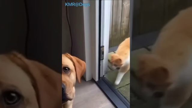 Привратник🚪😂 ( видео про кошек и собак )