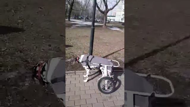 Коляски Animal Mobile для прогулок пожилой леди.