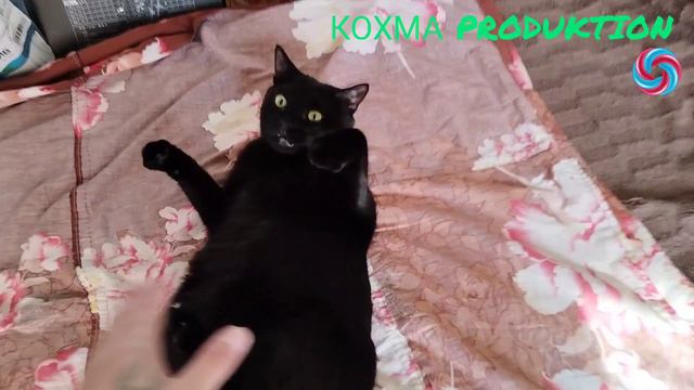 Котяра.