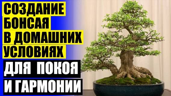 💣 КАКИЕ ЦВЕТЫ НУЖНО ДЕРЖАТЬ ДОМА ДЛЯ СЕМЕЙНОГО СЧАСТЬЯ И БЛАГОПОЛУЧИЯ ❌ КОМНАТНЫЕ РАСТЕНИЯ КУПИТЬ