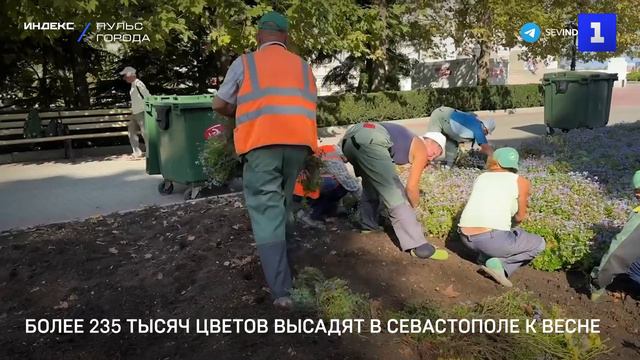 Более 235 тысяч цветов высадят в Севастополе к весне