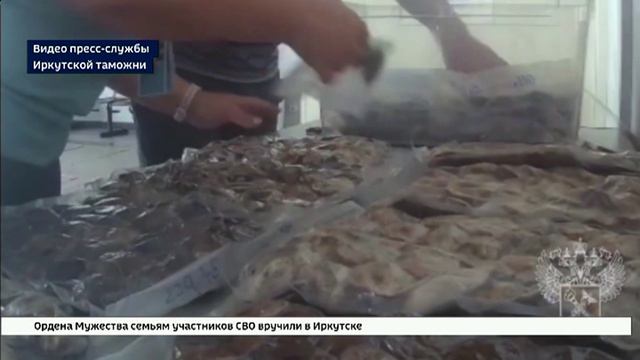 Контрабандную партию мускуса кабарги изъяли сотрудники Сибирской оперативной и Иркутской таможни