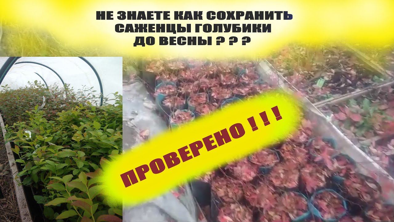 Как укрыть и хранить саженцы молодой голубики зимой.ПРОВЕРЕНО!!!