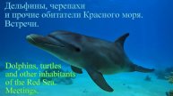 Дельфины, черепахи и другие обитатели Красного моря. Встречи.