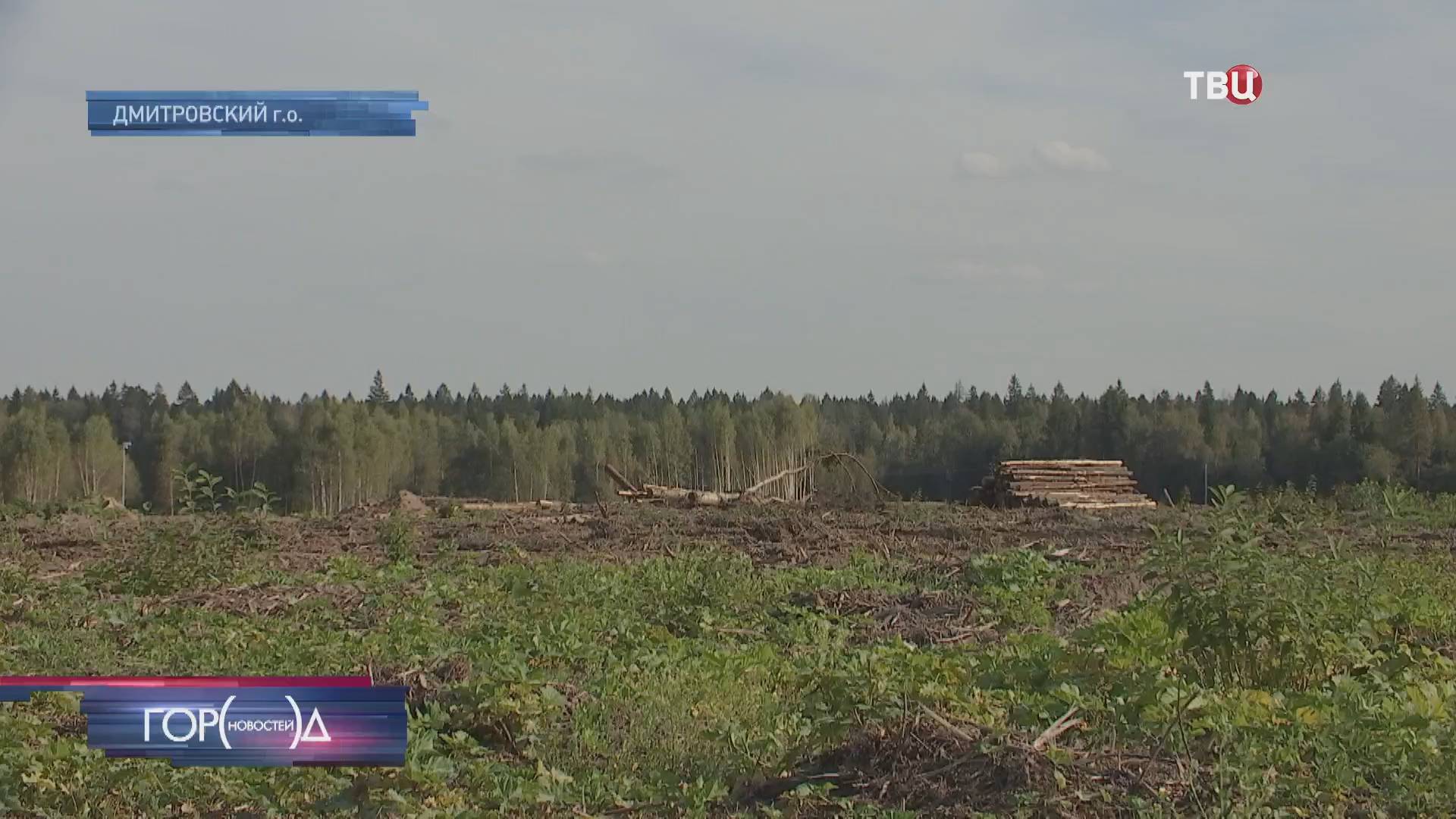 Жители села Спас-Каменки обеспокоены судьбой уникального леса / Город новостей на ТВЦ