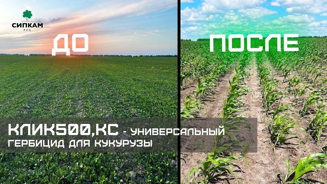 КЛИК500®,КС - УНИКАЛЬНЫЙ ГЕРБИЦИД ДЛЯ ЗАЩИТЫ КУКУРУЗЫ ОТ СОРНЯКОВ