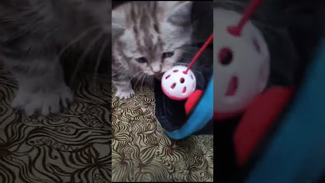 всем приветик меня зовут дымок