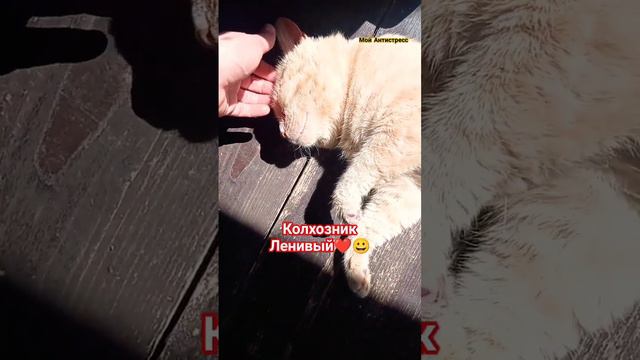 #shortsприколы  Юмор, приколы, смешные видео #cat #мойантистресс #юмор #приколысживотными