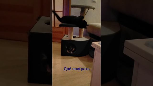 кошачья зарядка😹