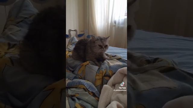 cat tap tap