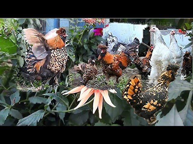 #funny Как Золотой Петушок невесту себе искал Golden Rooster looking for your favorite hen