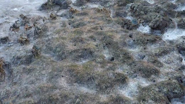 Rock Crabs @ Maldives