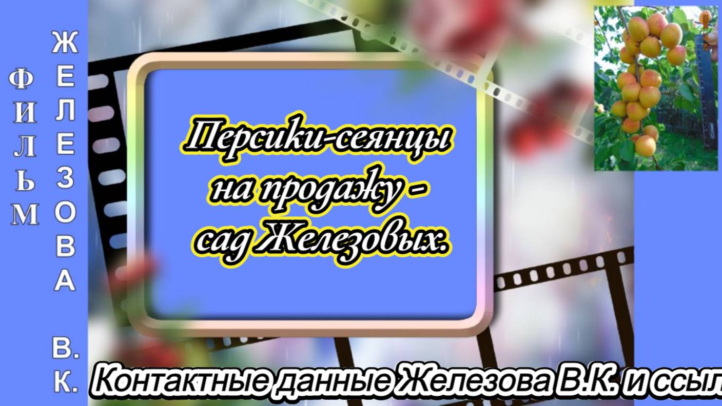 Персики-сеянцы на продажу - сад Железовых.