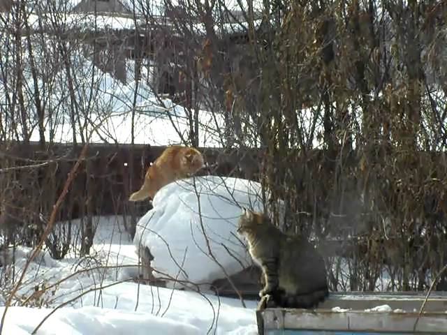 Март,весна,кошки,