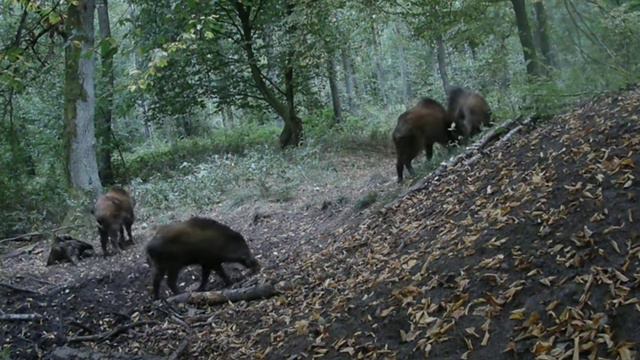 Кабаны видео фотоловушки