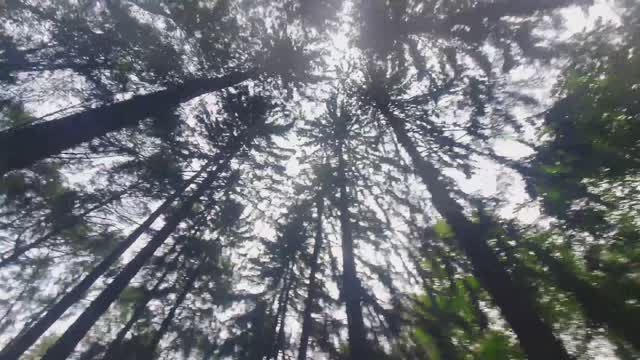 Inmotion V14 Часть 1 (Дендропарк)