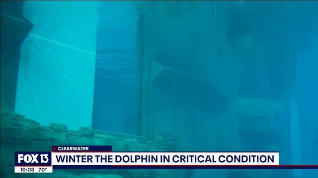 Winter the dolphin, star of 'Dolphin Tale,' in critical condition as she fights infection