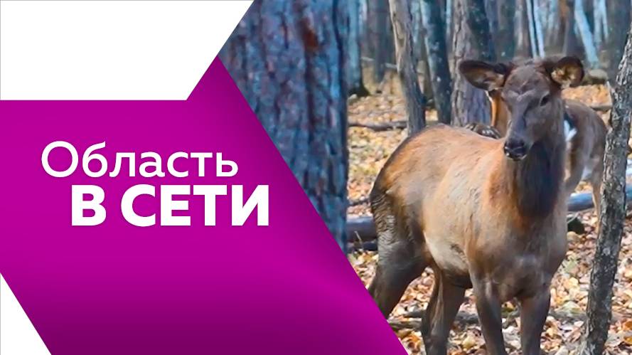 Программа"Область в сети" № 273