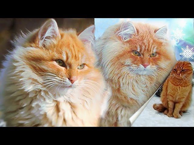 #1 Муся Осень Зима Winter in Koshlandia Siberian Farm cats Деревенские кошки