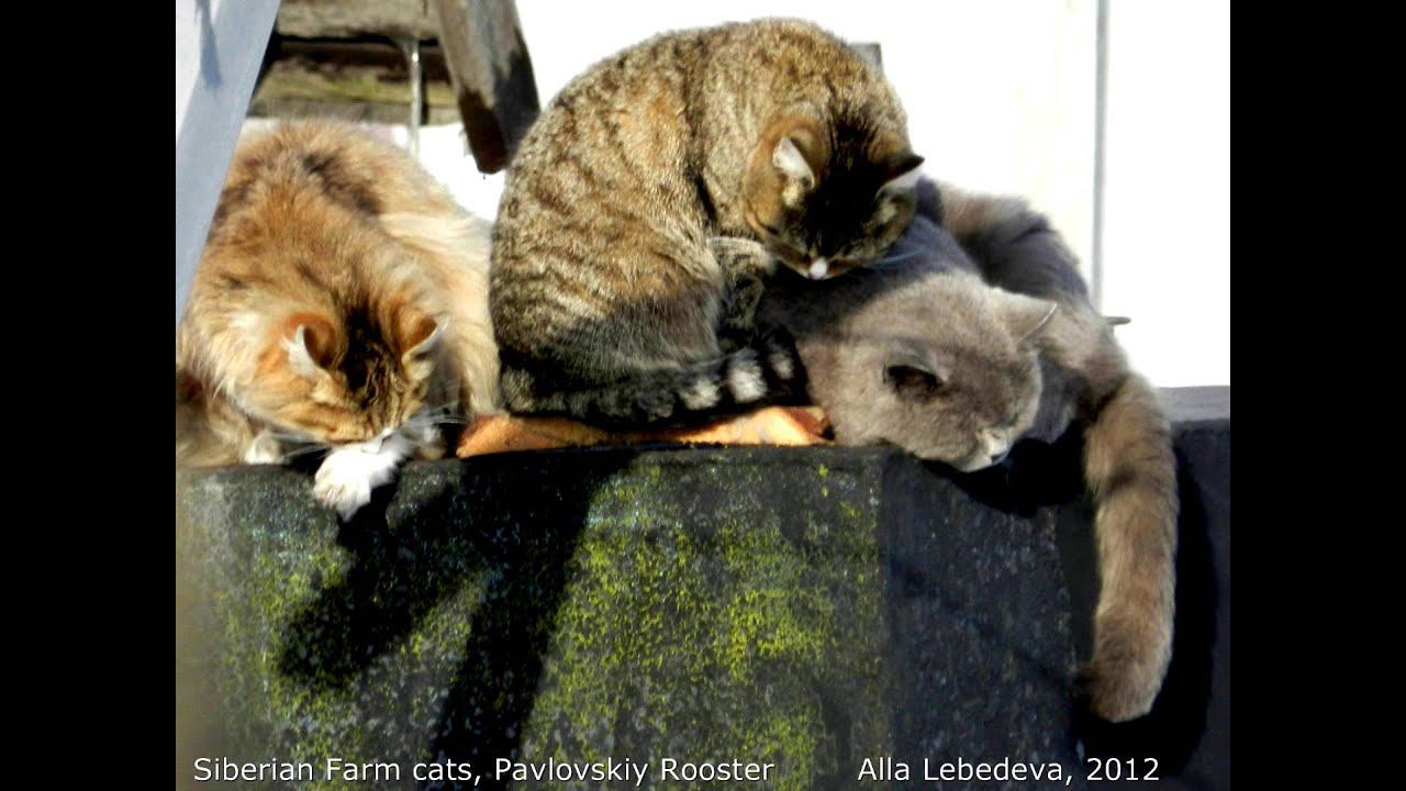 Siberian farm Cats, History of this Photo "The rookery cats"  История Фотки: " Лежбище Котиков"