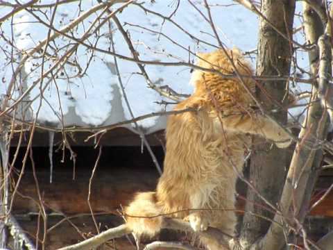 Малыш спускается с дерева