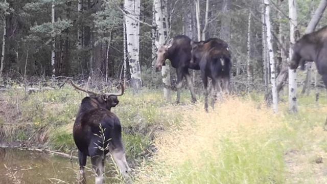 Лоси видео фотоловушки