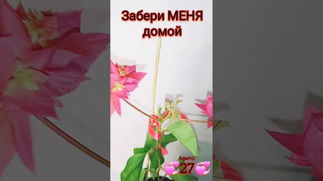 Моя Бугенвилия