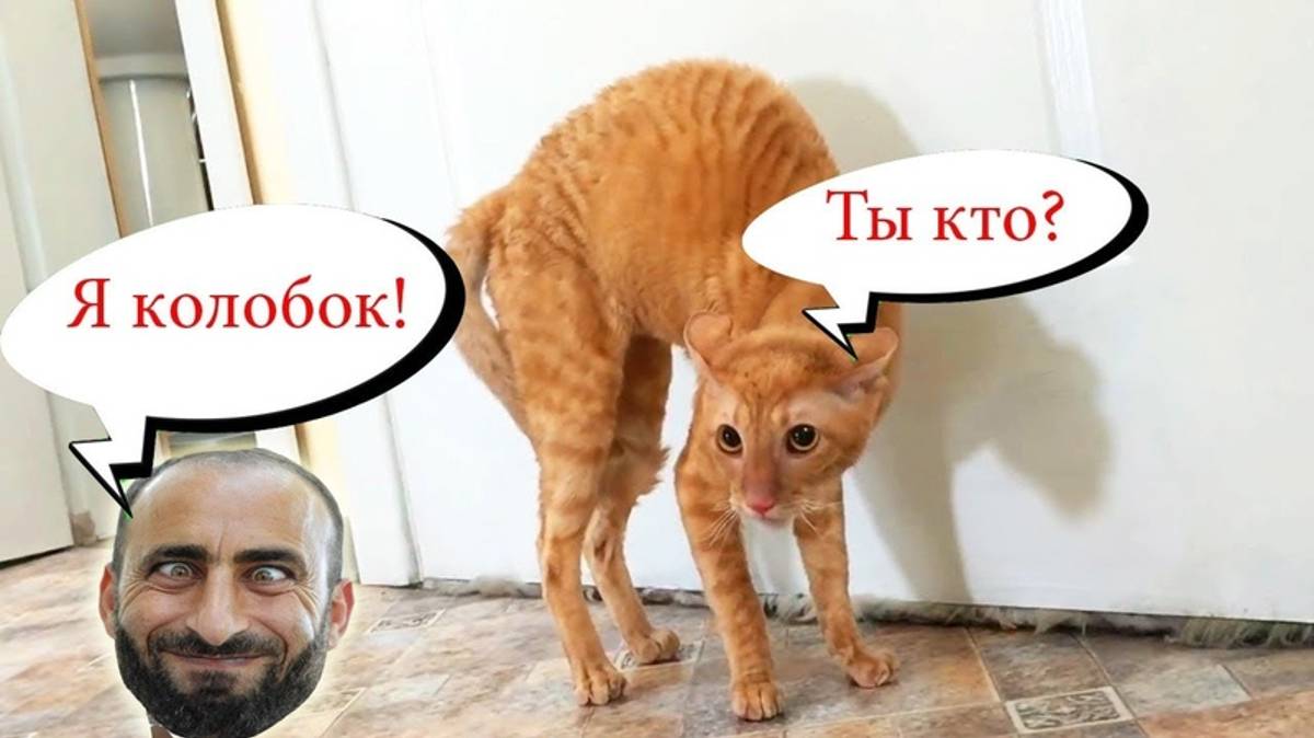 ПРИКОЛЫ С ЖИВОТНЫМИ ДО СЛЕЗ / Смешные КОТЫ / Приколы с ДОМАШНИМИ ПИТОМЦАМИ / Funny ANIMALS video#25