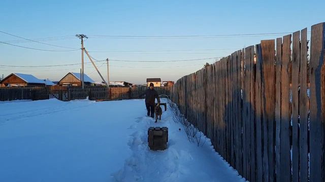 Дрессировка овчарки. Спорт!