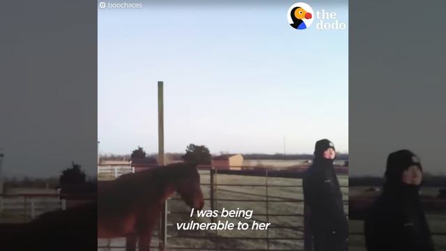 Horse Finally Finds A Home After Waiting For Over 5 Years | The Dodo