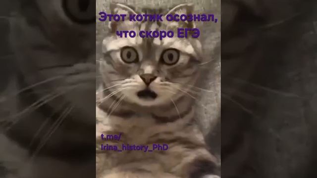 мем юмор котик ЕГЭ 2025